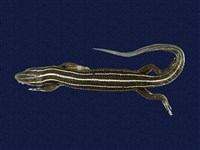 藏品(琉球藍尾石龍子)的圖片